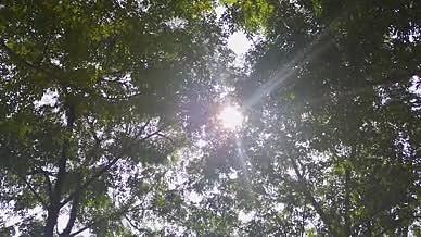 自然风光阳光直射视频的预览图